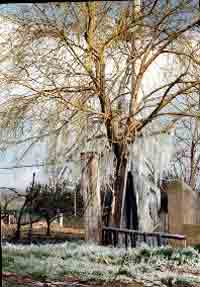 Albero ghiacciato