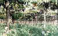 Vigna